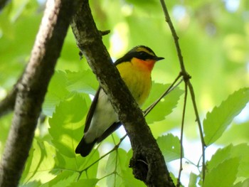 Narcissus Flycatcher Mine Park Tue, 5/3/2022