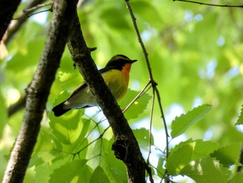 キビタキ 嶺公園 2022年5月3日(火)