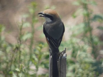 Bull-headed Shrike Mine Park Tue, 5/3/2022