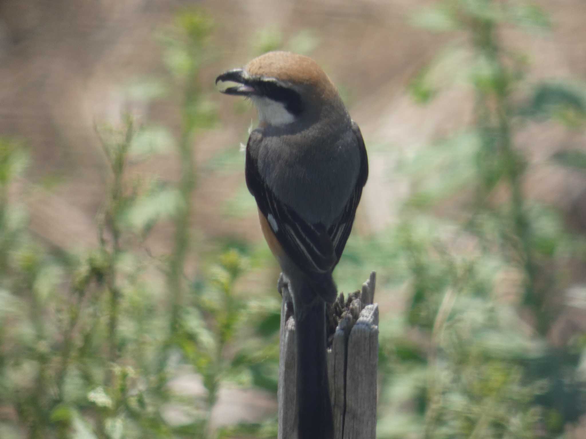 Bull-headed Shrike