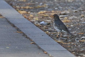 Tue, 5/3/2022 Birding report at 北海道 函館市 東山