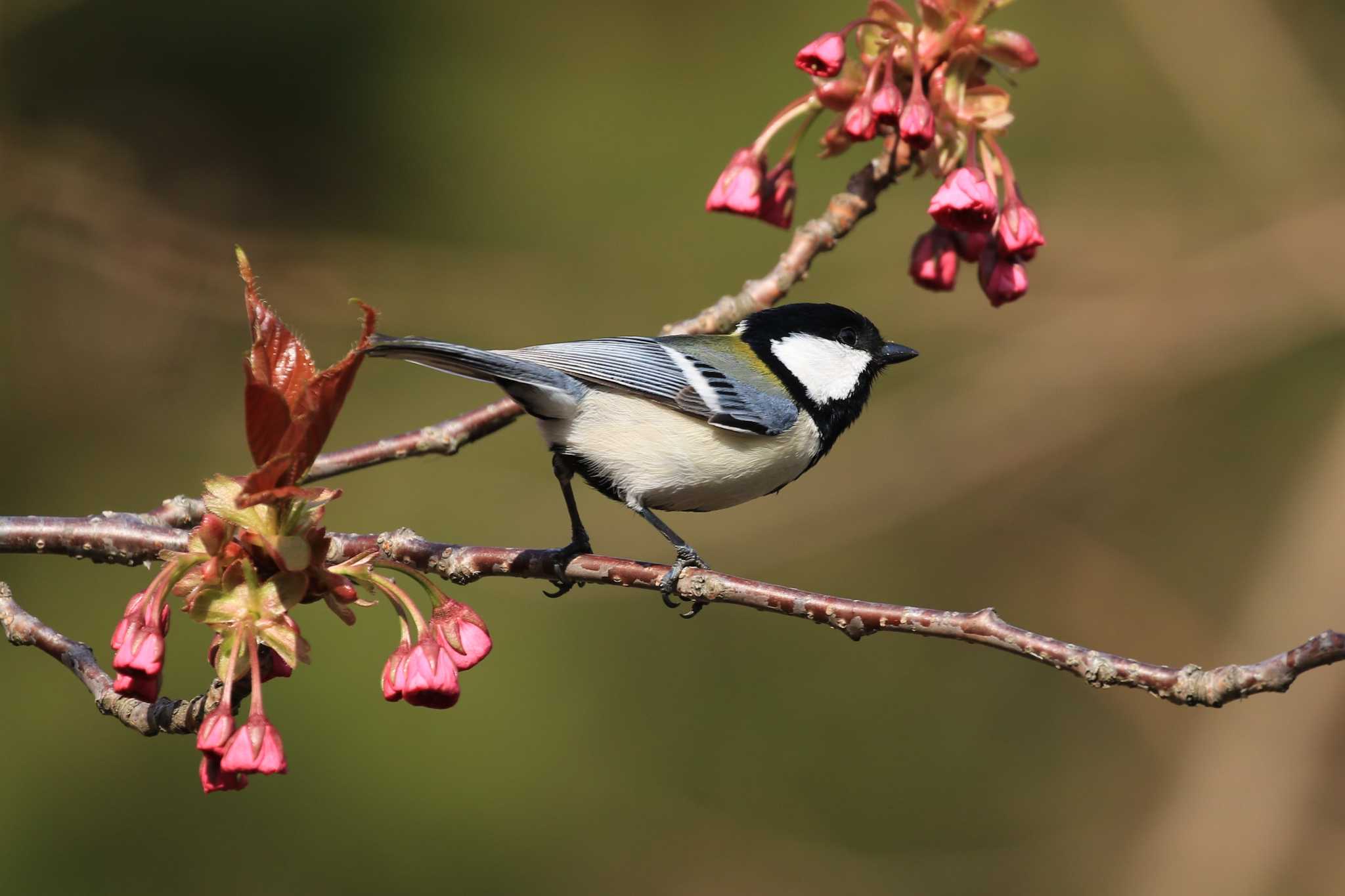 Japanese Tit