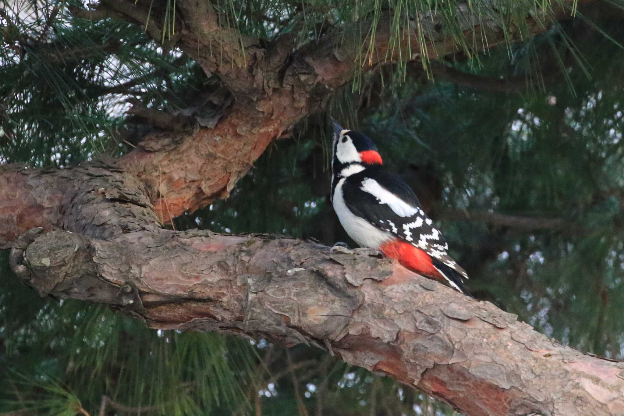 Great Spotted Woodpecker(japonicus)