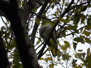 White-bellied Green Pigeon Nagai Botanical Garden Thu, 11/30/2017