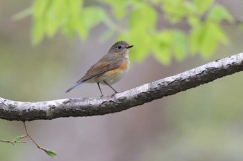 Tue, 5/3/2022 Birding report at Miharashi Park(Hakodate)