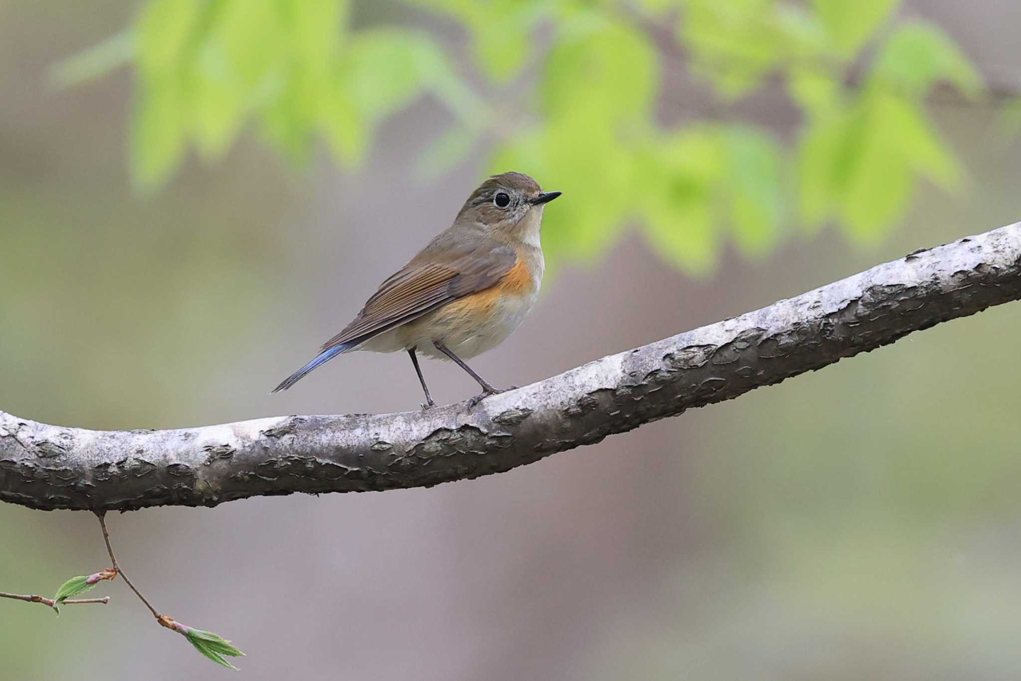 Red-flanked Bluetail