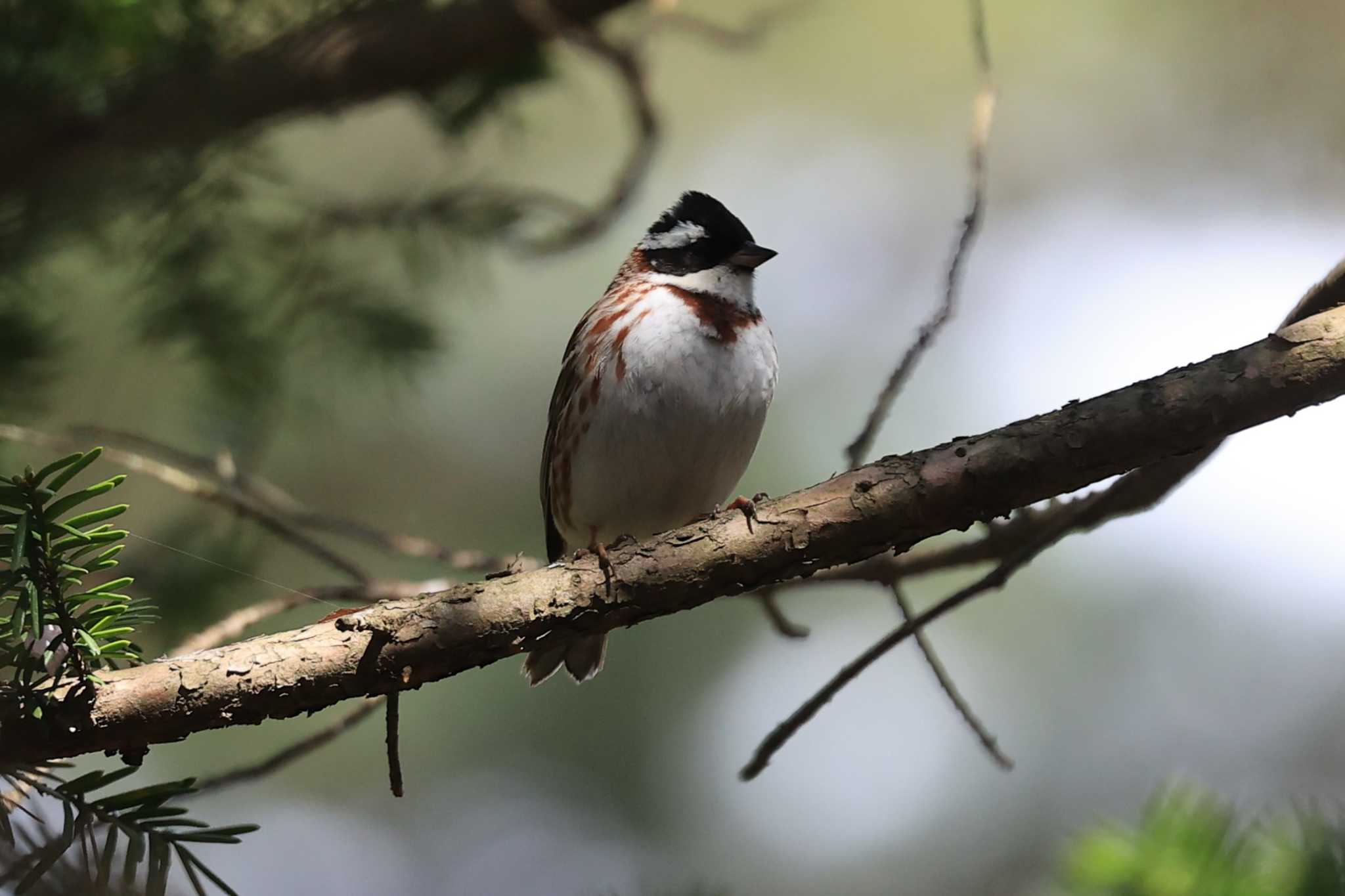 Rustic Bunting