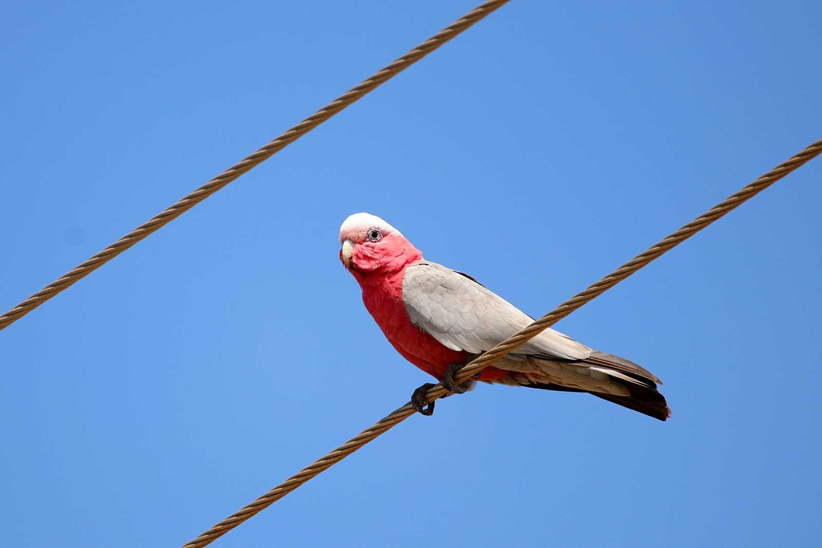 モモイロインコ