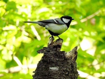 2022年5月3日(火) 青葉の森公園(千葉県)の野鳥観察記録