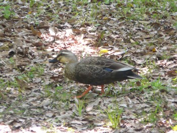 Eastern Spot-billed Duck Osaka Tsurumi Ryokuchi Tue, 5/3/2022