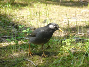 White-cheeked Starling Osaka Tsurumi Ryokuchi Tue, 5/3/2022