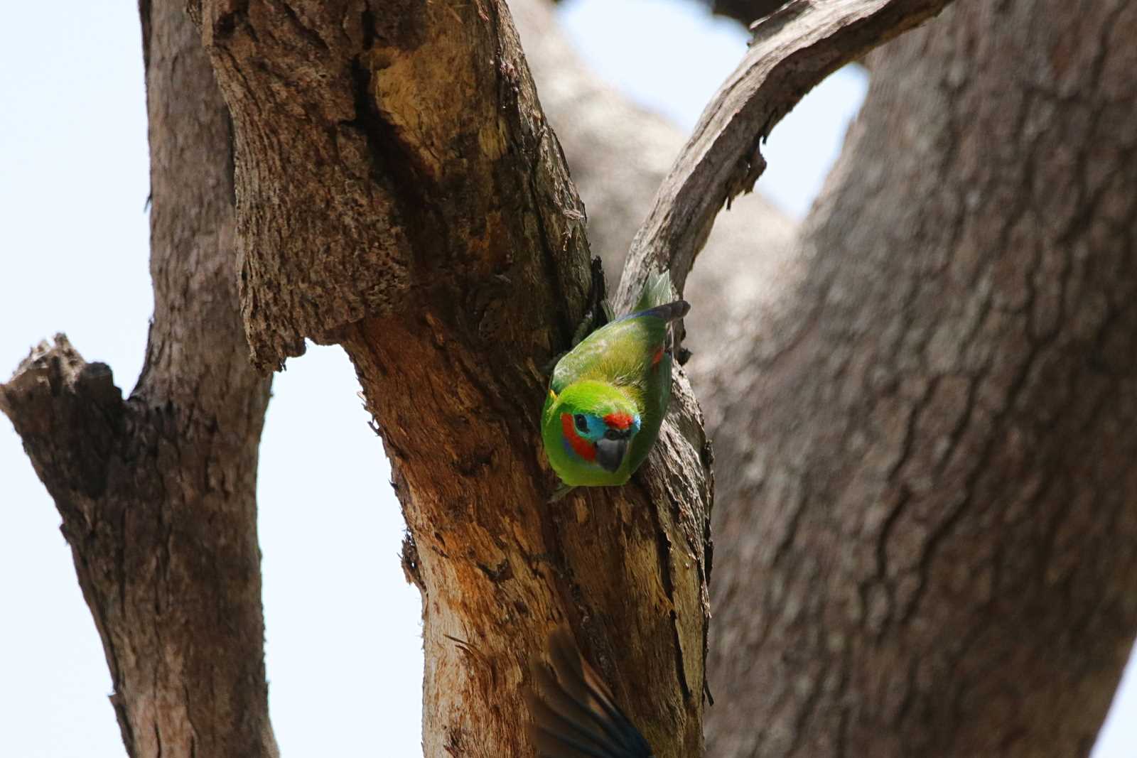 Double-eyed Fig Parrot