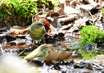 2022年5月3日(火) 富士河口湖町の野鳥観察記録