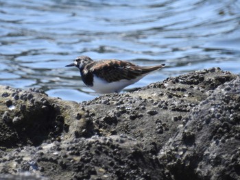 2022年5月3日(火) 東京港野鳥公園の野鳥観察記録