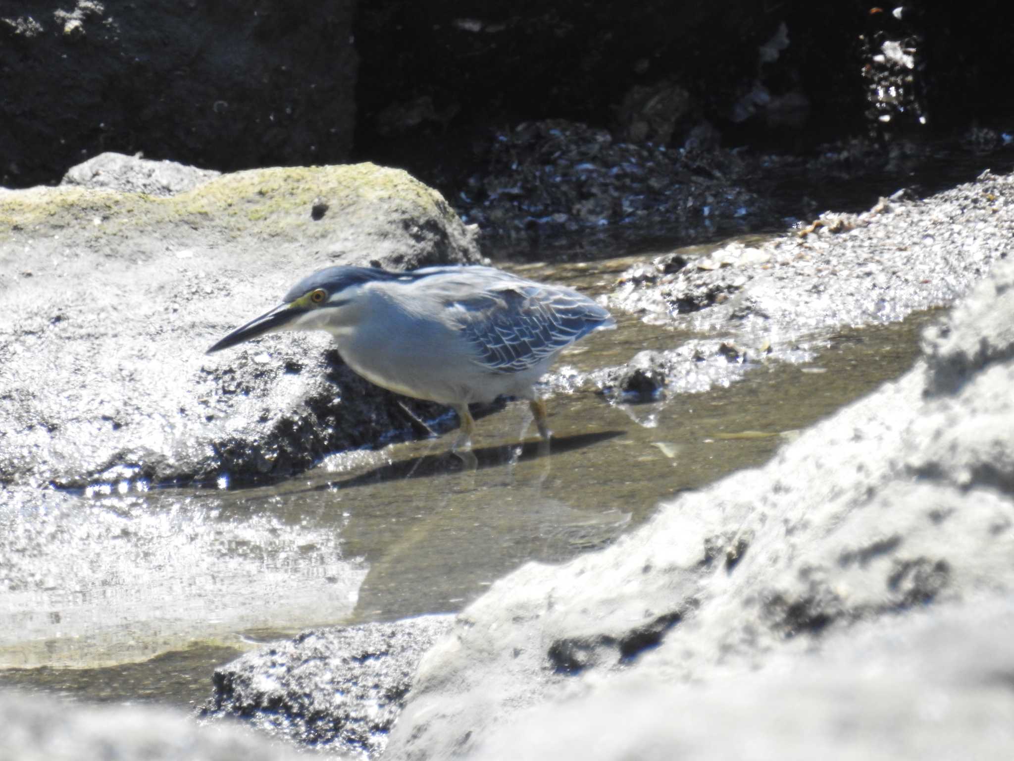 東京港野鳥公園 ササゴイの写真 by Kozakuraband