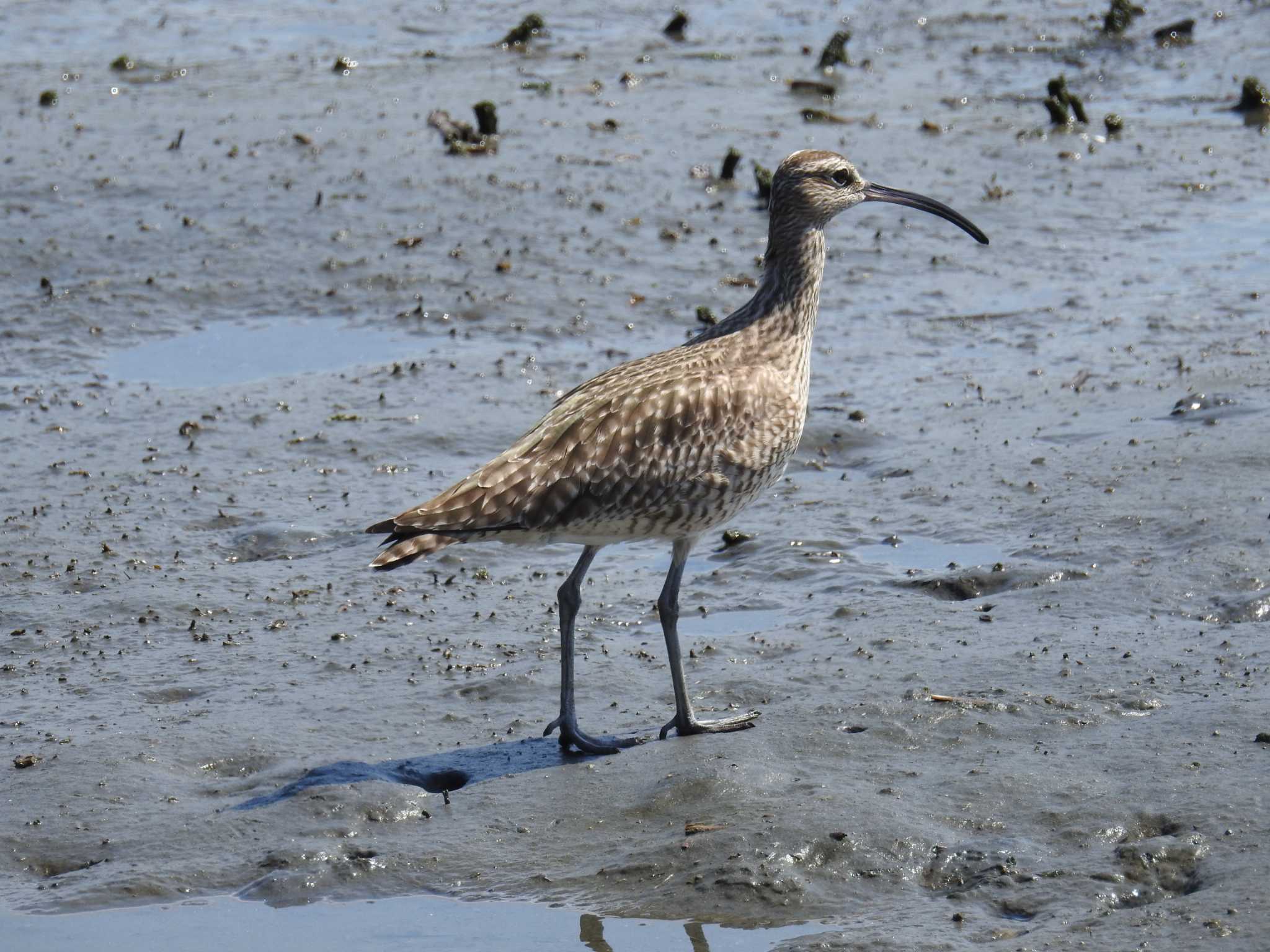 東京港野鳥公園 チュウシャクシギの写真