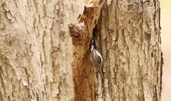 キバシリ 西岡公園(西岡水源地) 2022年5月3日(火)