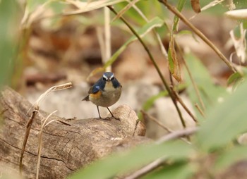 ルリビタキ 西岡公園(西岡水源地) 2022年5月3日(火)