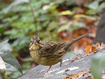 アオジ 長居公園植物園 2017年11月30日(木)