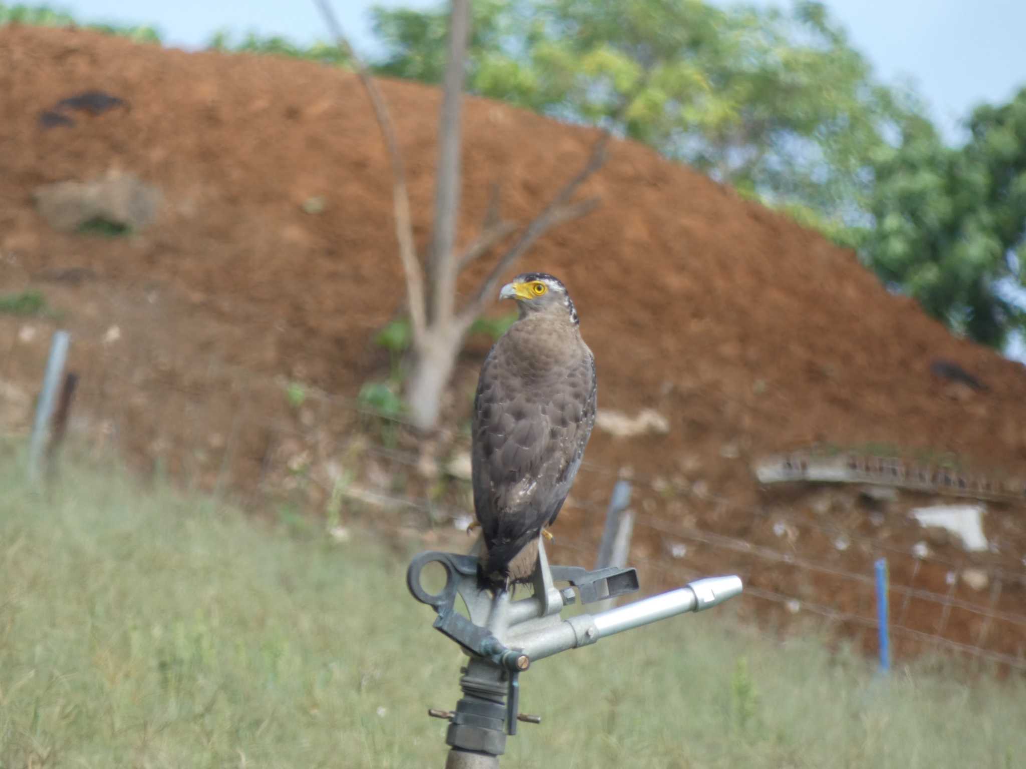 Photo of Crested Serpent Eagle at Ishigaki Island by TAGAMEDORI