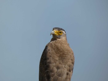 Crested Serpent Eagle Ishigaki Island Thu, 3/31/2022