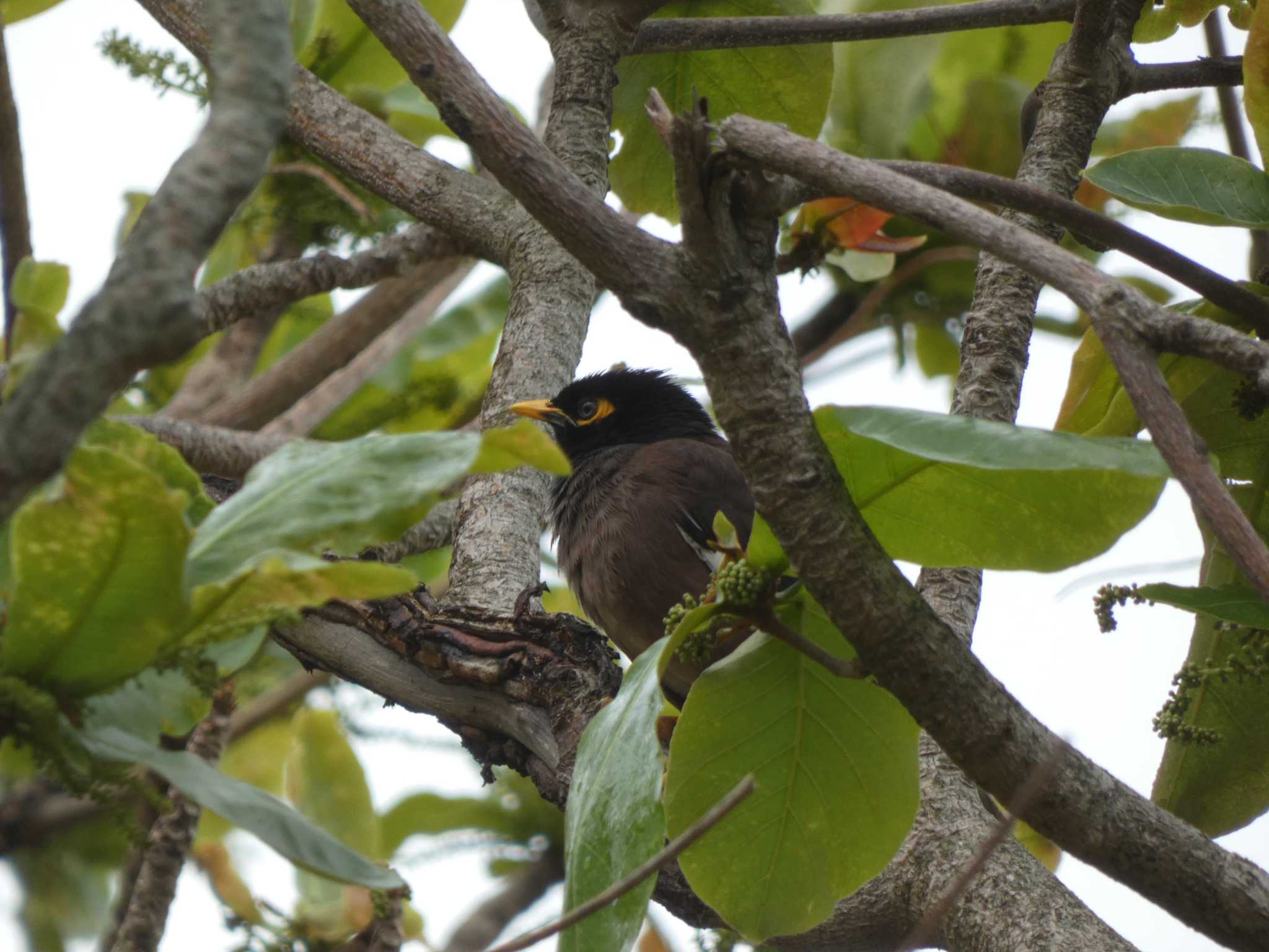 Photo of Common Myna at Ishigaki Island by TAGAMEDORI