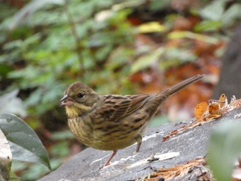 アオジ 長居公園植物園 2017年11月30日(木)