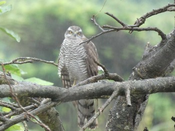 Japanese Sparrowhawk(iwasakii) Ishigaki Island Sat, 4/2/2022