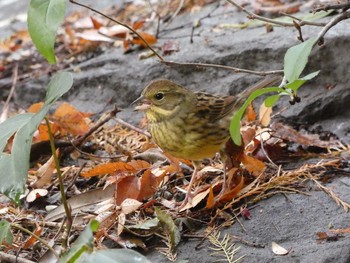 アオジ 長居公園植物園 2017年11月30日(木)