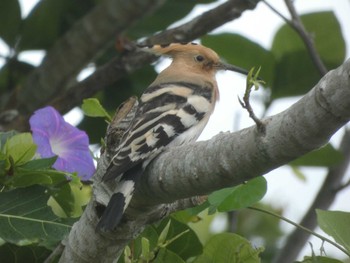 Sat, 4/2/2022 Birding report at Ishigaki Island