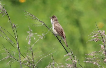 2022年5月3日(火) 勅使池(豊明市)の野鳥観察記録