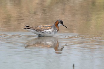 Red-necked Phalarope 草津下物 Tue, 5/3/2022