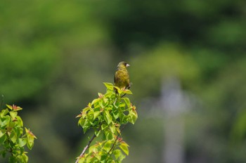 カワラヒワ 引地川 2022年5月3日(火)