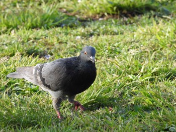 Sat, 4/9/2022 Birding report at 猿江恩賜公園