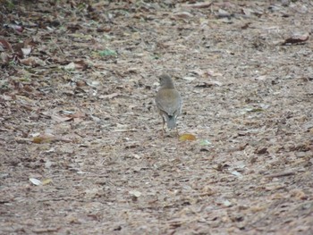 Wed, 4/13/2022 Birding report at 猿江恩賜公園