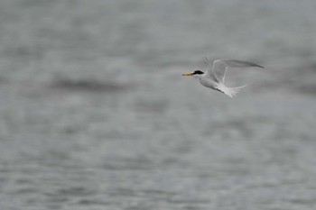 Little Tern Kasai Rinkai Park Mon, 5/2/2022