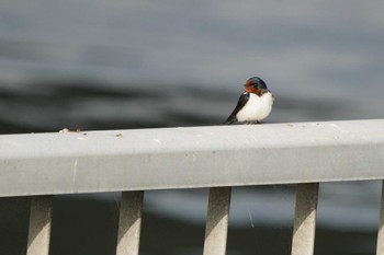 ツバメ 葛西臨海公園 2022年5月2日(月)