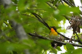 Narcissus Flycatcher Kasai Rinkai Park Mon, 5/2/2022