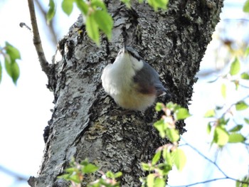 Eurasian Nuthatch 西湖野鳥の森公園 Tue, 5/3/2022