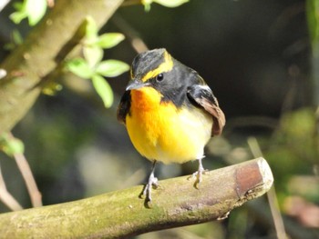 Narcissus Flycatcher 西湖野鳥の森公園 Tue, 5/3/2022