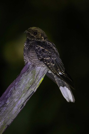 Large-tailed Nightjar Kaeng Krachan National Park Fri, 11/24/2017