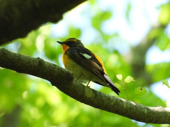 2022年5月3日(火) 水元公園の野鳥観察記録