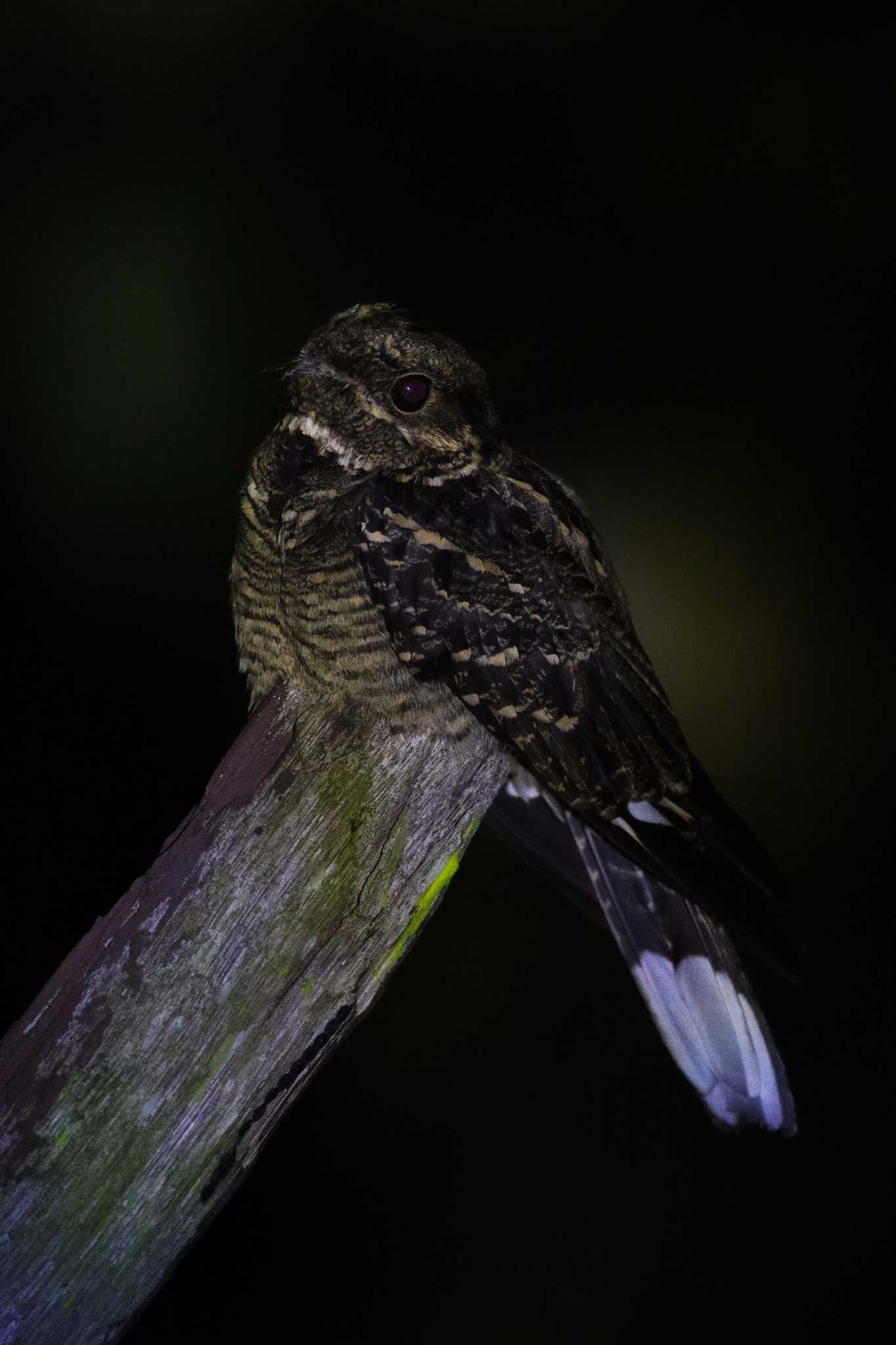 Large-tailed Nightjar