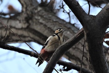 Great Spotted Woodpecker(japonicus) 北海道 函館市 東山 Thu, 11/30/2017