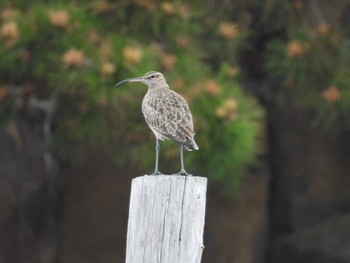 2022年4月29日(金) 葛西臨海公園の野鳥観察記録