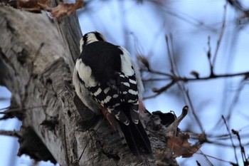 Great Spotted Woodpecker(japonicus) 北海道 函館市 東山 Thu, 11/30/2017