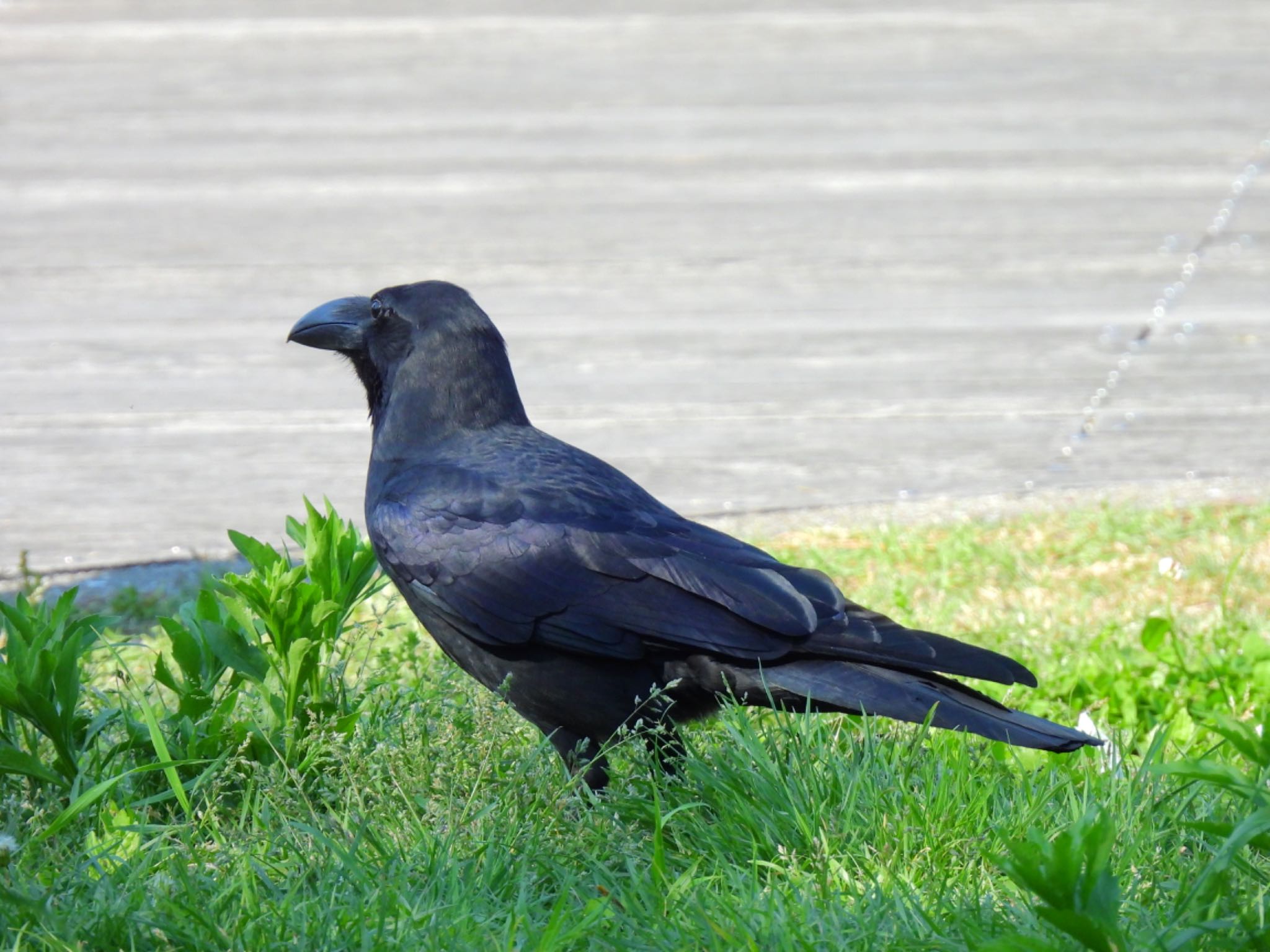 公園 ハシブトガラスの写真 by そ