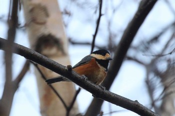 Varied Tit 北海道 函館市 東山 Thu, 11/30/2017