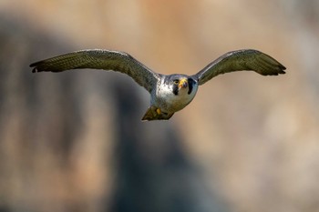 Peregrine Falcon 部崎灯台 Tue, 5/3/2022