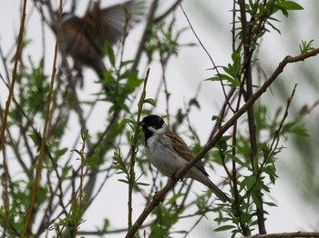 2022年5月3日(火) 水と生きものの郷トゥ・ペッの野鳥観察記録